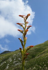 Disa reticulata
