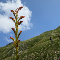 Disa reticulata