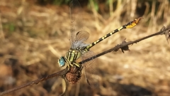 Paragomphus lineatus