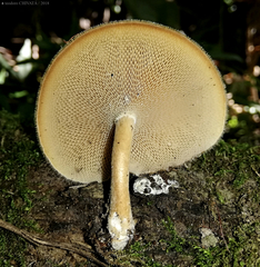 Lentinus flexipes