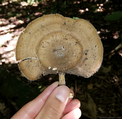 Lentinus flexipes