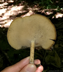 Lentinus flexipes