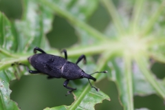 Rhodobaenus nawradii