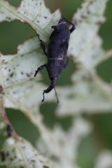 Rhodobaenus nawradii
