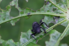 Rhodobaenus nawradii