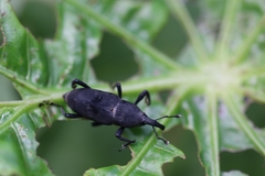 Rhodobaenus nawradii