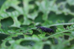Rhodobaenus nawradii