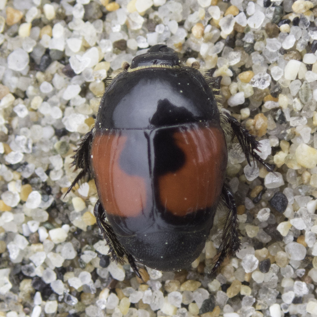 Spilodiscus sellatus