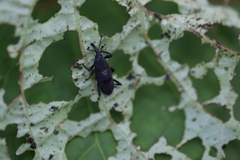 Rhodobaenus nawradii