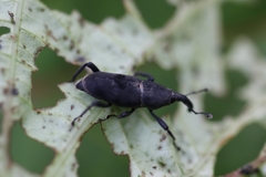 Rhodobaenus nawradii