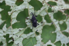 Rhodobaenus nawradii