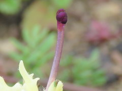 Zaluzianskya divaricata