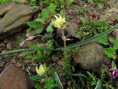 Zaluzianskya divaricata