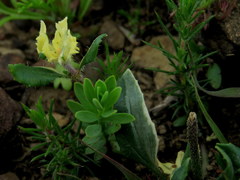 Zaluzianskya divaricata