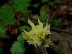 Zaluzianskya divaricata