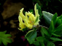 Zaluzianskya divaricata