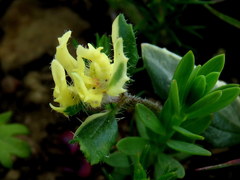 Zaluzianskya divaricata