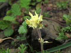 Zaluzianskya divaricata