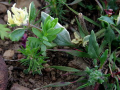 Zaluzianskya divaricata
