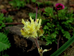 Zaluzianskya divaricata