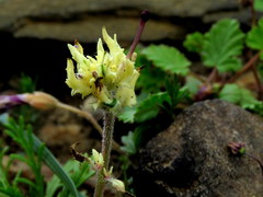Zaluzianskya divaricata