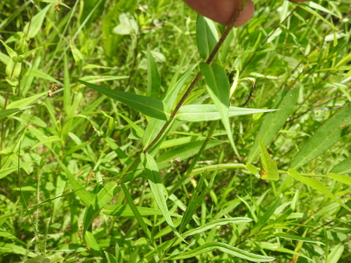 Image of Wild Sweetwilliam (Phlox maculata) by no rights reserved