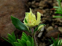 Zaluzianskya divaricata