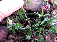Zaluzianskya divaricata