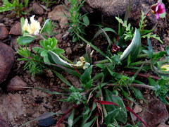 Zaluzianskya divaricata