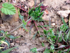 Zaluzianskya divaricata