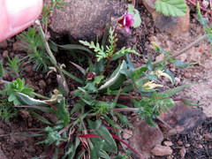 Zaluzianskya divaricata