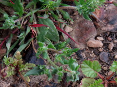 Zaluzianskya divaricata