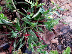 Zaluzianskya divaricata