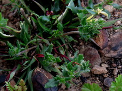 Zaluzianskya divaricata