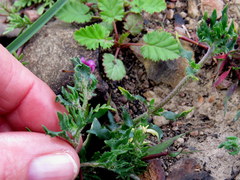 Zaluzianskya divaricata