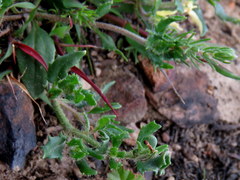 Zaluzianskya divaricata
