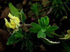 Zaluzianskya divaricata