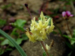 Zaluzianskya divaricata