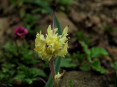 Zaluzianskya divaricata