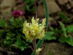 Zaluzianskya divaricata