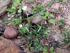 Zaluzianskya divaricata