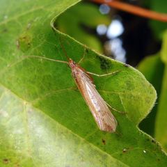 Limnephilus vittatus