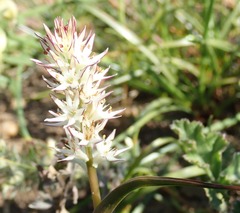 Wurmbea spicata