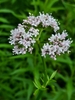 Common Valerian - Photo no rights reserved, uploaded by peakaytea