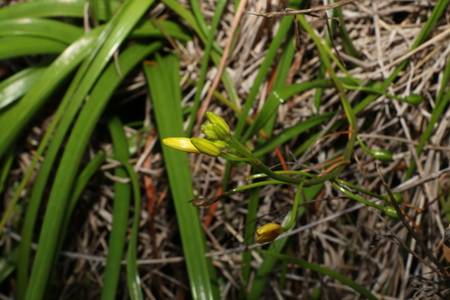 Bulbine vagans