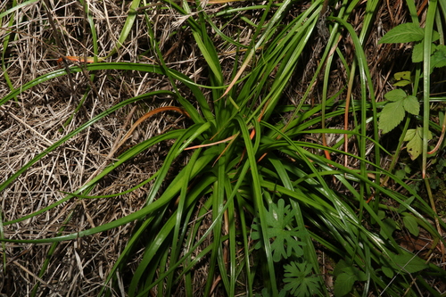 Bulbine vagans