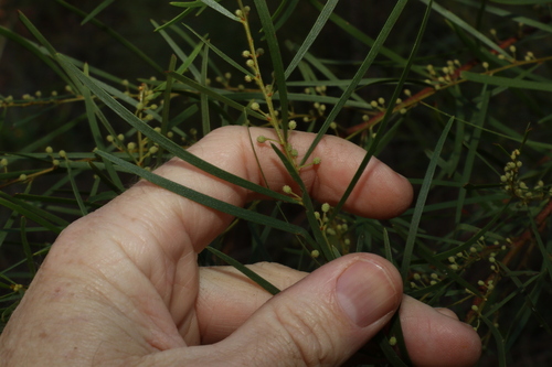 Image of Acacia viscidula by (c) Greg Tasney, some rights reserved (CC BY-SA)