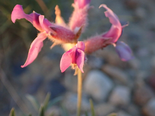 Image of Oxytropis besseyi by no rights reserved