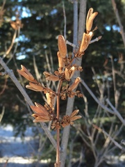 Syringa hyacinthiflora