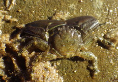 Petrolisthes cabrilloi